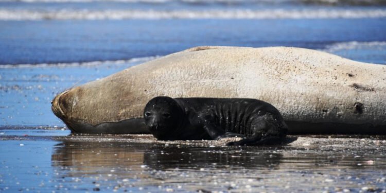 Acontecimiento Histórico: nació un cachorro de elefante marino en Mar de Ajó