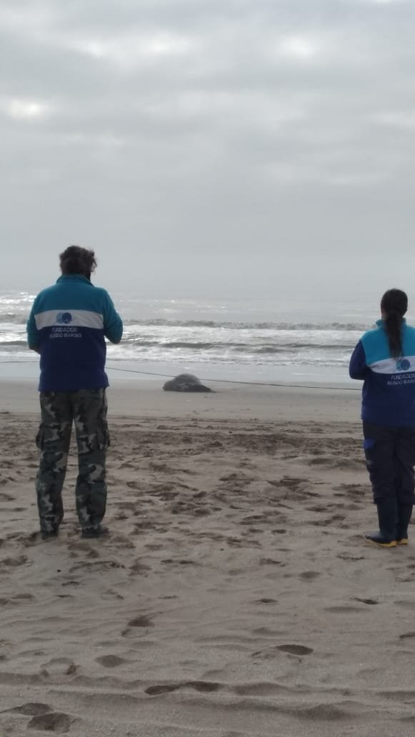 Acontecimiento Histórico: nació un cachorro de elefante marino en Mar de Ajó