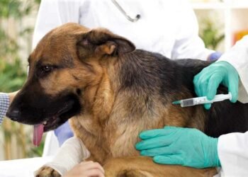 Continúa la campaña de vacunación antirrábica gratuita en La Costa