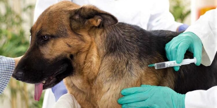 Continúa la campaña de vacunación antirrábica gratuita en La Costa