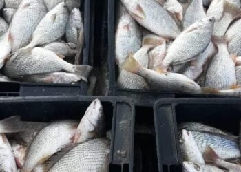 Se convoca a puestos de primera venta de frutos de mar a realizar su reempadronamiento