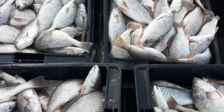 Se convoca a puestos de primera venta de frutos de mar a realizar su reempadronamiento