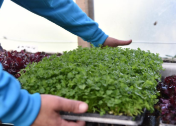 Está abierta la inscripción al programa “Huertas Urbanas Bonaerenses” para productores locales de alimentos