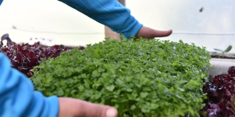 Está abierta la inscripción al programa “Huertas Urbanas Bonaerenses” para productores locales de alimentos