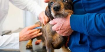 Comienza la Campaña Anual de Vacunación Antirrábica en La Costa
