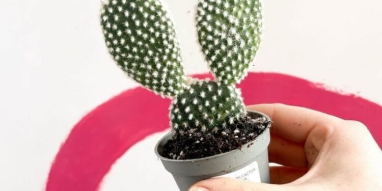 Encuentros Cactuseros de Semana Santa en San Clemente del Tuyú