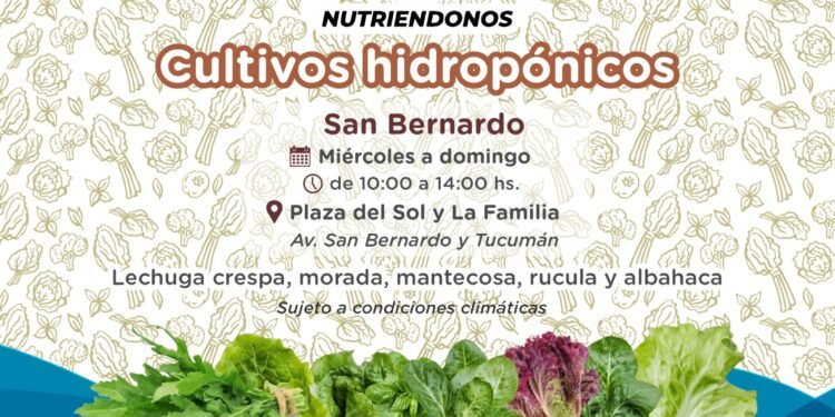Llegan los Cultivos hidropónicos a San Bernardo con un 40% de reintegro de Cuenta DNI