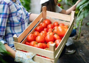 Se lanzó el programa “Agricultura Familiar en Marcha” con subsidios de hasta 23 millones de pesos