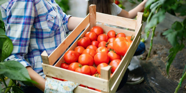 Se lanzó el programa “Agricultura Familiar en Marcha” con subsidios de hasta 23 millones de pesos
