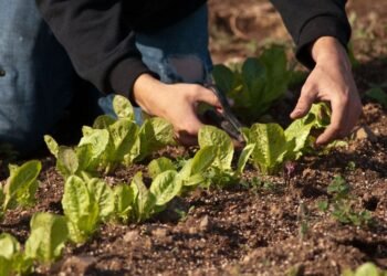 Capacitaciones para acceder al programa de financiamiento “Agricultura Familiar en Marcha”