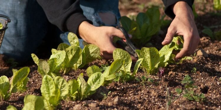 Capacitaciones para acceder al programa de financiamiento “Agricultura Familiar en Marcha”