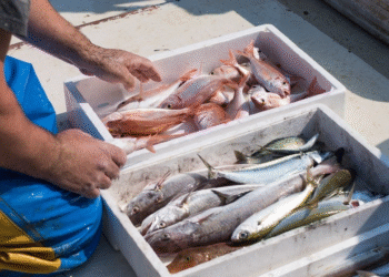 Puestos de pescado local fresco en La Costa: calidad y 40% de reintegros durante las vacaciones de invierno