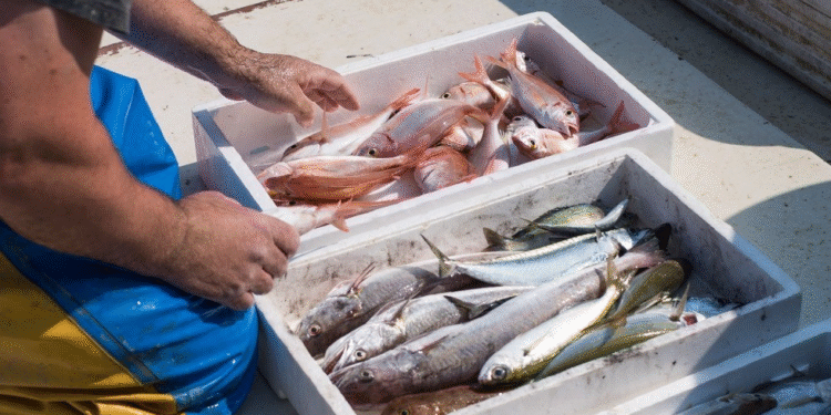 Puestos de pescado local fresco en La Costa: calidad y 40% de reintegros durante las vacaciones de invierno