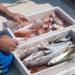 Puestos de pescado local fresco en La Costa: calidad y 40% de reintegros durante las vacaciones de invierno