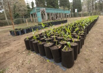 Eco Canje: nuevas fechas para sumar verde y reducir plásticos