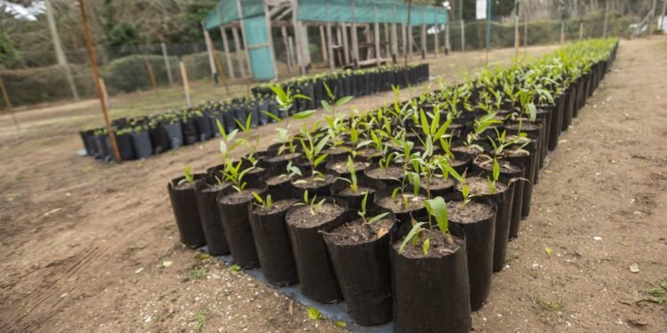 Eco Canje: nuevas fechas para sumar verde y reducir plásticos