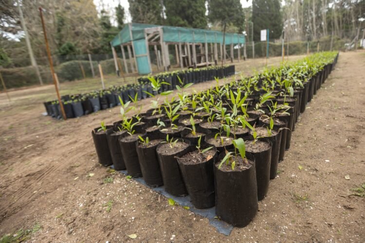 Continúa durante octubre el Eco Canje para sumar verde y reducir plásticos
