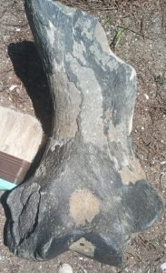 Descubren restos de un perezoso gigante de más de 8.000 años en Punta Médanos