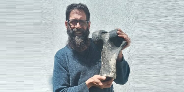 Descubren restos de un perezoso gigante de más de 8.000 años en Punta Médanos