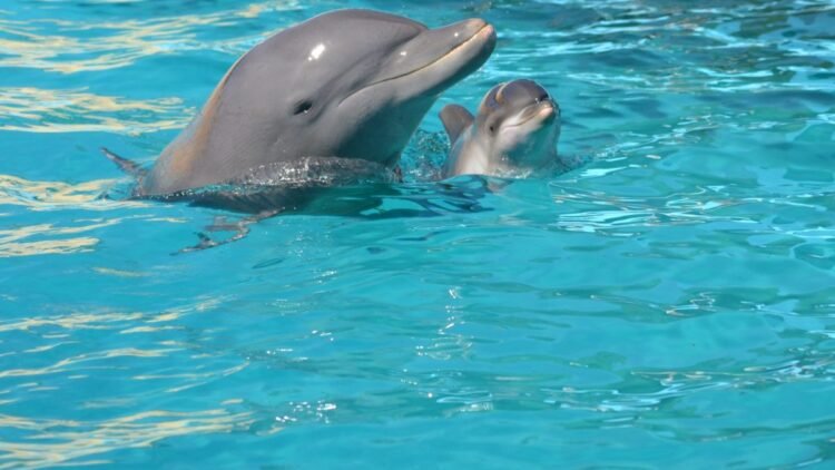 Naturaleza, aventura y diversión en los Parques Temáticos del Partido de La Costa