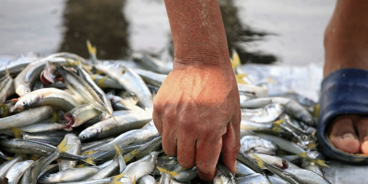 Los puntos de primera venta de pescado artesanal que continúan funcionando en marzo