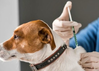 Los viernes hay vacunación antirrábica gratuita para perros y gatos