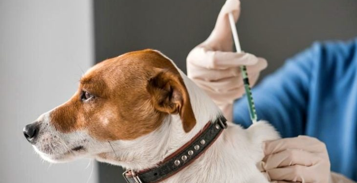 Los viernes hay vacunación antirrábica gratuita para perros y gatos