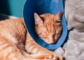 Esta semana se podrán conseguir turnos para castraciones de perros y gatos