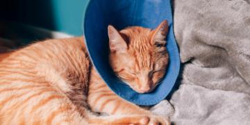 Esta semana se podrán conseguir turnos para castraciones de perros y gatos