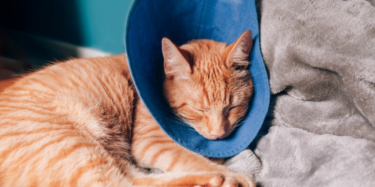 Esta semana se podrán conseguir turnos para castraciones de perros y gatos