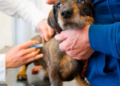 Continúa la campaña de vacunación antirrábica gratuita para perros y gatos