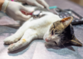 Entregan turnos para castraciones gratuitas de perros y gatos en la zona sur del distrito