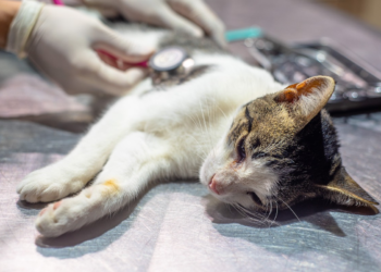 Entregan turnos para castraciones gratuitas de perros y gatos en la zona sur del distrito