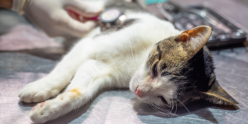 Entregan turnos para castraciones gratuitas de perros y gatos en la zona sur del distrito