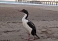 Cómo actuar ante la aparición de animales marinos en la playa