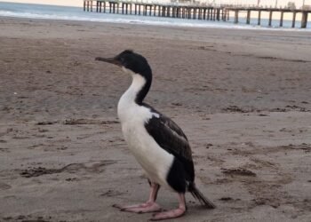 Cómo actuar ante la aparición de animales marinos en la playa