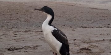 Cómo actuar ante la aparición de animales marinos en la playa