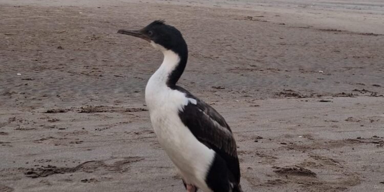 Cómo actuar ante la aparición de animales marinos en la playa