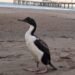 Cómo actuar ante la aparición de animales marinos en la playa
