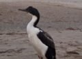 Cómo actuar ante la presencia de fauna marina en las playas