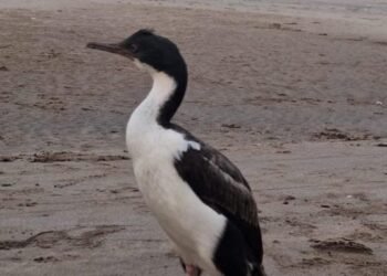 Cómo actuar ante la presencia de fauna marina en las playas