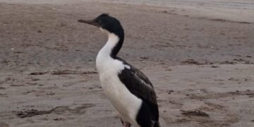 Cómo actuar ante la presencia de fauna marina en las playas