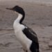 Cómo actuar ante la presencia de fauna marina en las playas