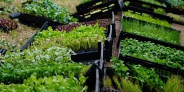 Abrió una nueva inscripción a Huertas Urbanas Bonaerenses en La Costa